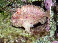Antennatus coccineus - Antennarius coccineus (Freckled frogfish ,Scarlet frogfish - Sommersprossen Anglerfisch) 