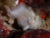 Antennatus coccineus - Antennarius coccineus (Freckled frogfish, Scarlet frogfish - Sommersprossen Anglerfisch) 