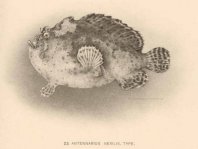 Antennatus coccineus - Antennarius coccineus (Freckled frogfish, Scarlet frogfish - Sommersprossen Anglerfisch) 