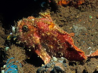 Antennatus coccineus - Antennarius coccineus (Freckled frogfish ,Scarlet frogfish - Sommersprossen Anglerfisch) 