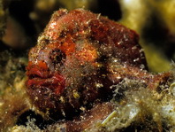 Antennatus coccineus - Antennarius coccineus (Freckled frogfish ,Scarlet frogfish - Sommersprossen Anglerfisch)