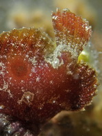 Antennatus dorehensis - Antennarius 
          dorehensis - New Guinea frogfish - Zwerg Anglerfisch (Neu Guinea Anglerfisch)