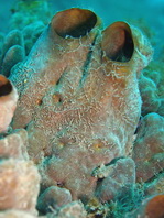 Antennatus nummifer - Antennarius 
        nummifer (Spotfin frogfish, coinbearing frogfish, whitefingered frogfish - Rückenfleck  Anglerfisch)