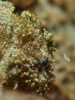 Antennatus nummifer - Antennarius 
        nummifer (Spotfin frogfish, coinbearing frogfish, whitefingered frogfish - Rückenfleck  Anglerfisch)