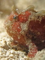 Antennatus dorehensis - Antennarius 
          dorehensis - New Guinea frogfish - Zwerg Anglerfisch (Neu Guinea Anglerfisch)