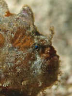 Antennatus dorehensis - Antennarius 
          dorehensis - New Guinea frogfish - Zwerg Anglerfisch (Neu Guinea Anglerfisch)