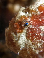 Antennatus dorehensis - Antennarius 
          dorehensis - New Guinea frogfish - Zwerg Anglerfisch (Neu Guinea Anglerfisch)