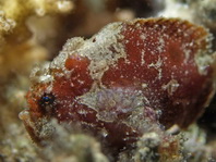 Antennatus dorehensis - Antennarius 
          dorehensis - New Guinea frogfish - Zwerg Anglerfisch (Neu Guinea Anglerfisch)