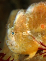 Antennatus dorehensis - Antennarius 
          dorehensis - New Guinea frogfish - Zwerg Anglerfisch (Neu Guinea Anglerfisch)