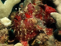 Antennatus dorehensis - Antennarius 
          dorehensis - New Guinea frogfish - Zwerg Anglerfisch (Neu Guinea Anglerfisch)