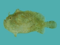 Antennatus dorehensis - Antennarius 
          dorehensis - New Guinea frogfish - Zwerg Anglerfisch (Neu Guinea Anglerfisch)