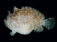 Antennatus duescus - Antennarius duescus (Side-Jet frogfish - "Seiten-Öffnung" Anglerfisch)