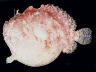 Antennatus duescus - Antennarius duescus (Side-Jet frogfish - "Seiten-Öffnung" Anglerfisch)