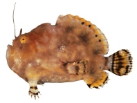 Antennatus flagellatus (Whip Frogfish - Peitschen-Anglerfisch)