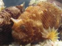 Pygmy frogfish - <em>Antennatus linearis</em> - Pygmäen Anglerfisch