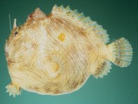 Pygmy frogfish - <em>Antennatus linearis</em> - Pygmäen Anglerfisch