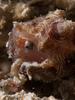 Pygmy frogfish - <em>Antennatus linearis</em> - Pygmäen Anglerfisch