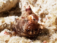 Pygmy frogfish - <em>Antennatus linearis</em> - Pygmäen Anglerfisch