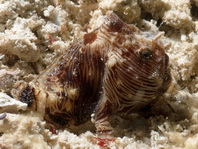 Pygmy frogfish - <em>Antennatus linearis</em> - Pygmäen Anglerfisch