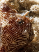 Pygmy frogfish - <em>Antennatus linearis</em> - Pygmäen Anglerfisch