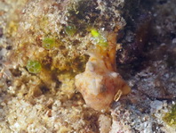 Pygmy frogfish - <em>Antennatus linearis</em> - Pygmäen Anglerfisch