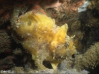 Antennatus nummifer - Antennarius  nummifer (Spotfin frogfish, coinbearing frogfish, whitefingered frogfish - Rückenfleck  Anglerfisch)