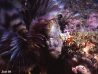 Antennatus nummifer - Antennarius  nummifer (Spotfin frogfish, coinbearing frogfish, whitefingered frogfish - Rückenfleck  Anglerfisch)