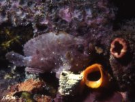 Antennatus nummifer - Antennarius  nummifer (Spotfin frogfish, coinbearing frogfish, whitefingered frogfish - Rückenfleck  Anglerfisch)