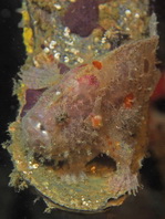 Antennatus nummifer - Antennarius 
        nummifer (Spotfin frogfish, coinbearing frogfish, whitefingered frogfish - Rückenfleck  Anglerfisch)