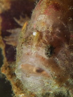 Antennatus nummifer - Antennarius 
        nummifer (Spotfin frogfish, coinbearing frogfish, whitefingered frogfish - Rückenfleck  Anglerfisch)