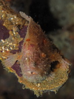 Antennatus nummifer - Antennarius 
        nummifer (Spotfin frogfish, coinbearing frogfish, whitefingered frogfish - Rückenfleck  Anglerfisch)