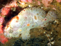 Antennatus nummifer - Antennarius 
        nummifer (Spotfin frogfish, coinbearing frogfish, whitefingered frogfish - Rückenfleck  Anglerfisch)