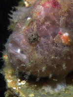 Antennatus nummifer - Antennarius 
        nummifer (Spotfin frogfish, coinbearing frogfish, whitefingered frogfish - Rückenfleck  Anglerfisch)