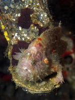 Antennatus nummifer - Antennarius 
        nummifer (Spotfin frogfish, coinbearing frogfish, whitefingered frogfish - Rückenfleck  Anglerfisch)