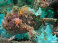 Antennatus nummifer - Antennarius  nummifer (Spotfin frogfish, coinbearing frogfish, whitefingered frogfish - Rückenfleck  Anglerfisch)