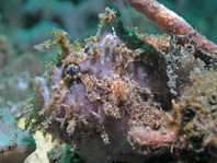 Antennatus nummifer - Antennarius  nummifer (Spotfin frogfish, coinbearing frogfish, whitefingered frogfish - Rückenfleck  Anglerfisch)