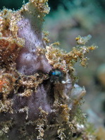 Antennatus nummifer - Antennarius  nummifer (Spotfin frogfish, coinbearing frogfish, whitefingered frogfish - Rückenfleck  Anglerfisch)