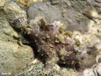 Antennatus nummifer - Antennarius  nummifer (Spotfin frogfish, coinbearing frogfish, whitefingered frogfish - Rückenfleck  Anglerfisch)