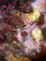 Antennatus nummifer - Antennarius  nummifer (Spotfin frogfish, coinbearing frogfish, whitefingered frogfish - Rückenfleck  Anglerfisch)