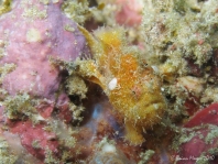 Antennatus nummifer - Antennarius  nummifer (Spotfin frogfish, coinbearing frogfish, whitefingered frogfish - Rückenfleck  Anglerfisch)