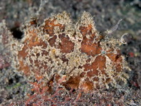 Antennatus nummifer - Antennarius  nummifer (Spotfin frogfish, coinbearing frogfish, whitefingered frogfish - Rückenfleck  Anglerfisch)