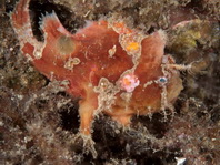 Antennatus nummifer - Antennarius 
        nummifer (Spotfin frogfish, coinbearing frogfish, whitefingered frogfish - Rückenfleck  Anglerfisch)