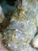 Antennatus nummifer - Antennarius 
        nummifer (Spotfin frogfish, coinbearing frogfish, whitefingered frogfish - Rückenfleck  Anglerfisch)