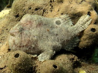 Antennatus nummifer - Antennarius 
        nummifer (Spotfin frogfish, coinbearing frogfish, whitefingered frogfish - Rückenfleck  Anglerfisch)