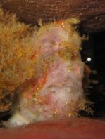 Antennatus nummifer - Antennarius  nummifer (Spotfin frogfish, coinbearing frogfish, whitefingered frogfish - Rückenfleck  Anglerfisch)