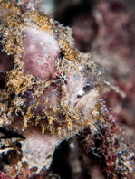 Antennatus nummifer - Antennarius 
        nummifer (Spotfin frogfish, coinbearing frogfish, whitefingered frogfish - Rückenfleck  Anglerfisch)