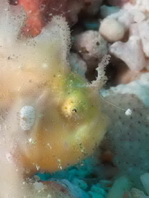 Antennatus nummifer - Antennarius 
        nummifer (Spotfin frogfish, coinbearing frogfish, whitefingered frogfish - Rückenfleck  Anglerfisch)