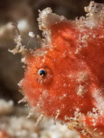 Antennatus nummifer - Antennarius 
        nummifer (Spotfin frogfish, coinbearing frogfish, whitefingered frogfish - Rückenfleck  Anglerfisch)