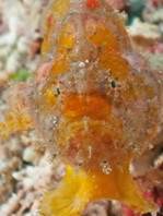 Antennatus nummifer - Antennarius 
        nummifer (Spotfin frogfish, coinbearing frogfish, whitefingered frogfish - Rückenfleck  Anglerfisch)