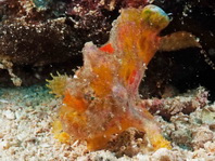 Antennatus nummifer - Antennarius 
        nummifer (Spotfin frogfish, coinbearing frogfish, whitefingered frogfish - Rückenfleck  Anglerfisch)